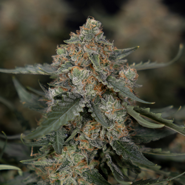 Fruit Punch Samonakvétací (Zamnesia Seeds) feminizovaná