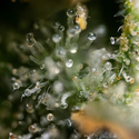 Fruit Punch Samonakvétací (Zamnesia Seeds) feminizovaná