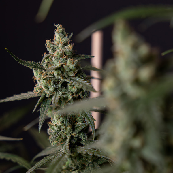 Fruit Punch Samonakvétací (Zamnesia Seeds) feminizovaná