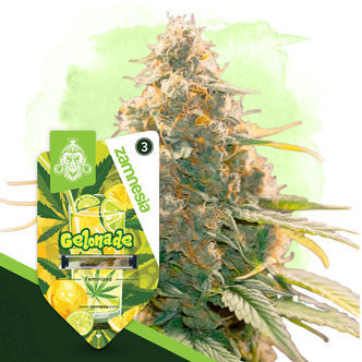 Gelonade (Zamnesia Seeds) feminizovan&aacute;
