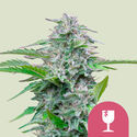 Critical (Royal Queen Seeds) feminizovaná