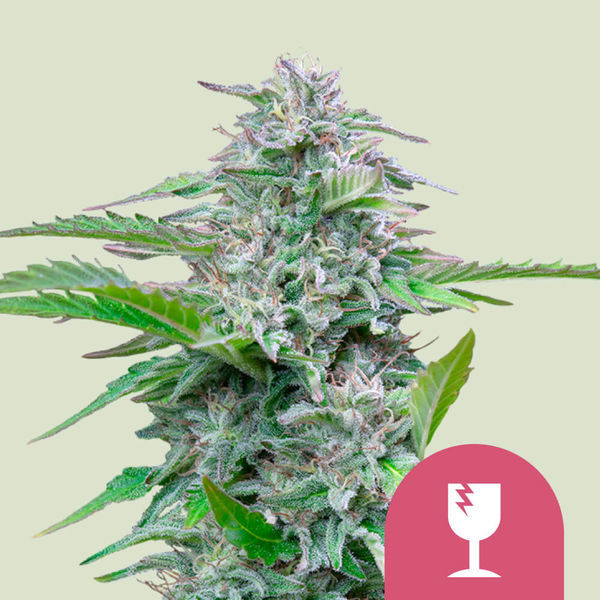 Critical (Royal Queen Seeds) feminizovaná