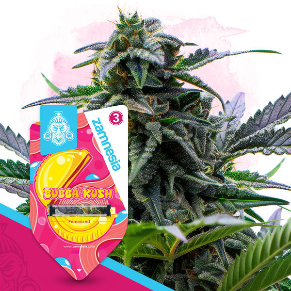 Bubba Kush (Zamnesia Seeds) feminizovaná