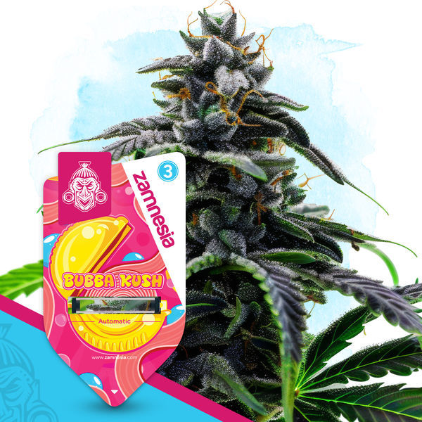 Bubba Kush Samonakvétací (Zamnesia Seeds) feminizovaná