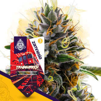 Trainwreck (Zamnesia Seeds) feminizovan&aacute;