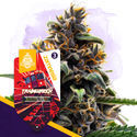 Trainwreck Samonakvétací (Zamnesia Seeds) feminizovaná