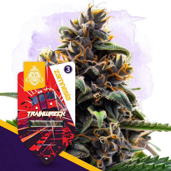 Trainwreck Samonakvétací (Zamnesia Seeds) feminizovaná