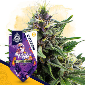 Granddaddy Purple (Zamnesia Seeds) feminizovan&aacute;