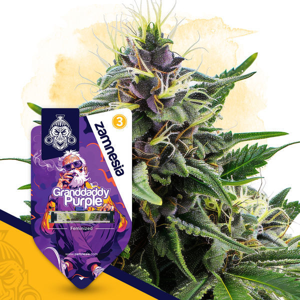Granddaddy Purple (Zamnesia Seeds) feminizovaná