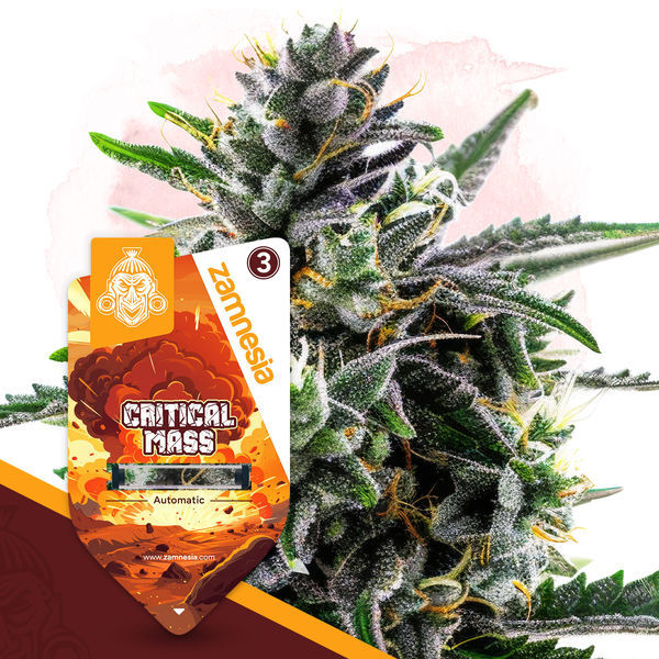 Critical Mass Samonakvétací (Zamnesia Seeds) feminizovaná