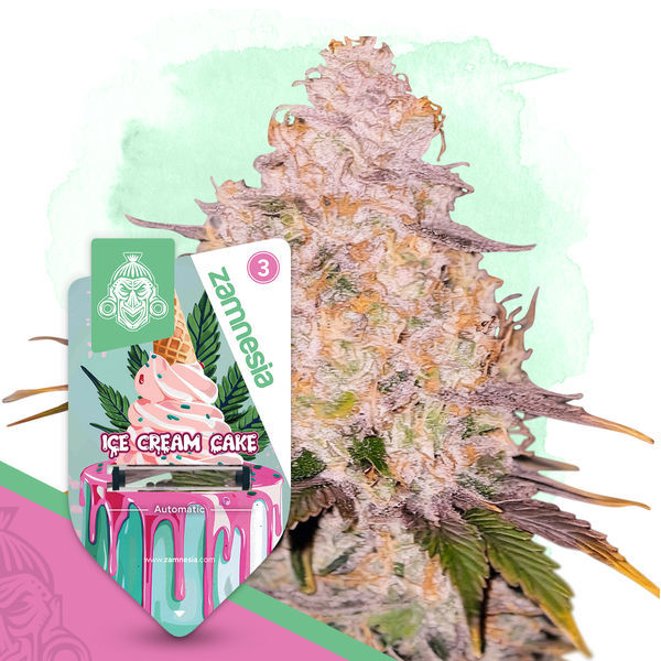 Ice Cream Cake Samonakvétací (Zamnesia Seeds) feminizovaná