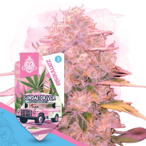 Sundae Driver Samonakvétací (Zamnesia Seeds) feminizované
