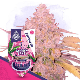 Birthday Cake (Zamnesia Seeds) feminizovan&aacute;