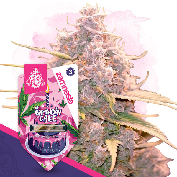 Birthday Cake Samonakvétací (Zamnesia Seeds) feminizovaná