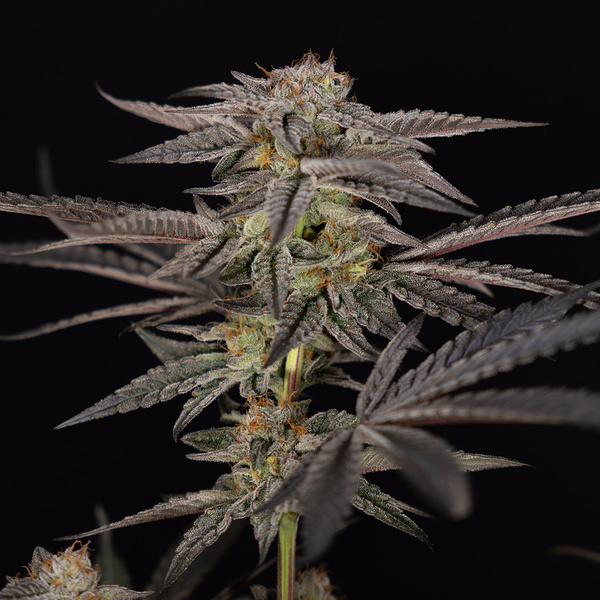 Georgia Pie (Zamnesia Seeds) feminizovaná