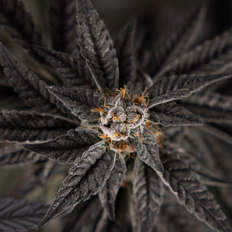 Georgia Pie (Zamnesia Seeds) feminizovaná