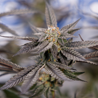 Georgia Pie (Zamnesia Seeds) feminizovaná