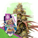 Chem Brulee Samonakvétací (Zamnesia Seeds) feminizovaná