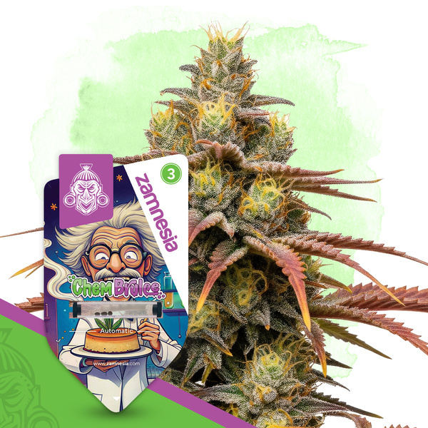 Chem Brulee Samonakvétací (Zamnesia Seeds) feminizovaná