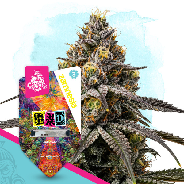 LSD Samonakvétací (Zamnesia Seeds) feminizovaná