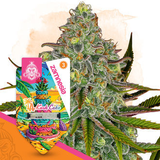 LA Kush Cake (Zamnesia Seeds) feminizovaná