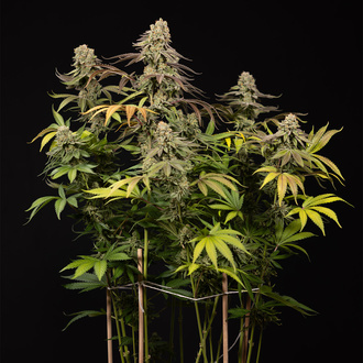 LA Kush Cake (Zamnesia Seeds) feminizovaná