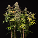 LA Kush Cake (Zamnesia Seeds) feminizovaná