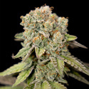 LA Kush Cake (Zamnesia Seeds) feminizovaná