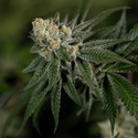 LA Kush Cake (Zamnesia Seeds) feminizovaná