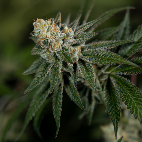 LA Kush Cake (Zamnesia Seeds) feminizovaná
