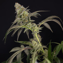 LA Kush Cake (Zamnesia Seeds) feminizovaná