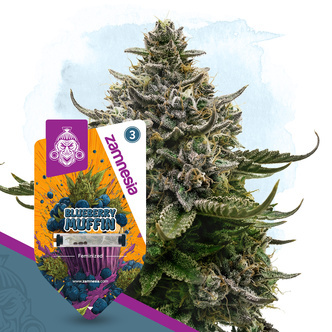 Blueberry Muffin (Zamnesia Seeds) feminizovan&aacute;