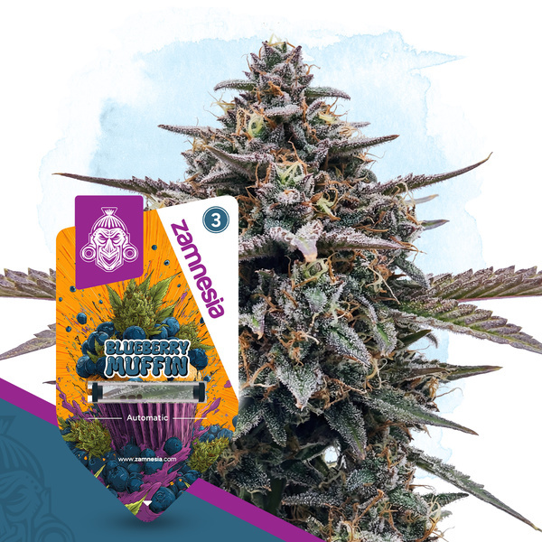 Blueberry Crumble Samonakvétací (Zamnesia Seeds) feminizovaná
