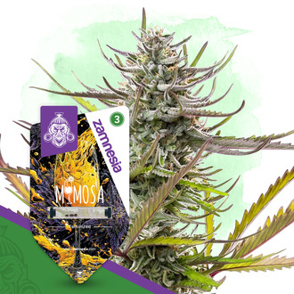 Mimosa (Zamnesia Seeds) feminizovan&aacute;