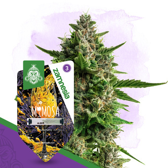 Mimosa Samonakv&eacute;tac&iacute; (Zamnesia Seeds) feminizovan&aacute;