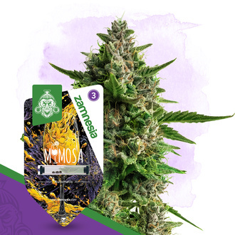 Mimosa Samonakv&eacute;tac&iacute; (Zamnesia Seeds) feminizovan&aacute;