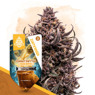 Peanut Butter Breath (Zamnesia Seeds) Feminized