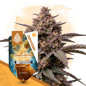 Peanut Butter Breath Samonakv&eacute;tac&iacute; (Zamnesia Seeds) feminizovan&aacute;