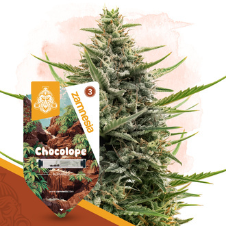 Chocolope Samonakv&eacute;tac&iacute; (Zamnesia Seeds) feminizovan&aacute;