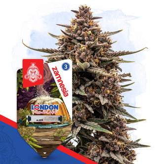 London Pound Cake (Zamnesia Seeds) feminizovan&aacute;