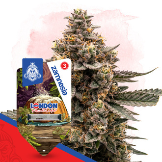 London Pound Cake Samonakv&eacute;tac&iacute; (Zamnesia Seeds) feminizovan&aacute;