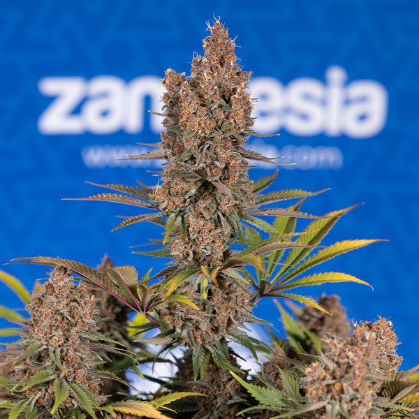 Black Runtz (Zamnesia Seeds) feminizovaná