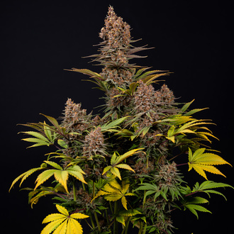 Black Runtz (Zamnesia Seeds) feminizovaná