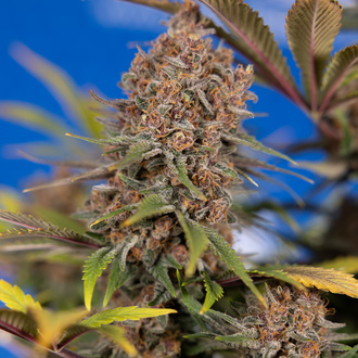 Black Runtz (Zamnesia Seeds) feminizovaná