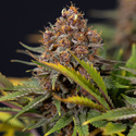 Black Runtz (Zamnesia Seeds) feminizovaná