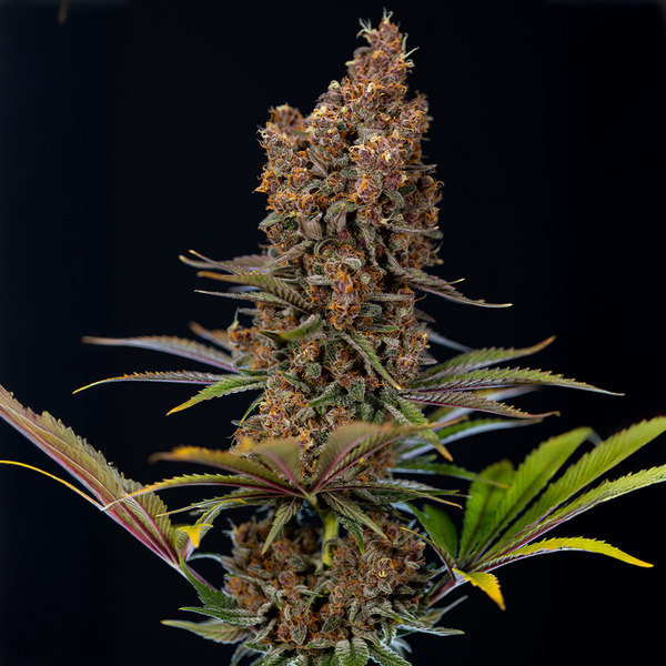 Black Runtz (Zamnesia Seeds) feminizovaná