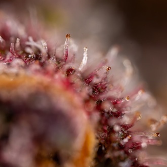 Black Runtz (Zamnesia Seeds) feminizovaná