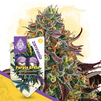 Purple Urkle (Zamnesia Seeds) feminizovaná