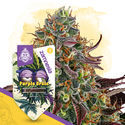 Purple Urkle (Zamnesia Seeds) feminizovaná