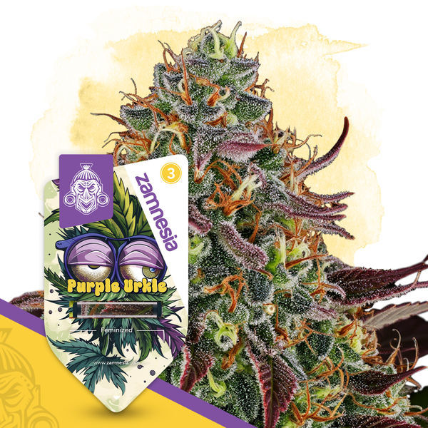 Purple Urkle (Zamnesia Seeds) feminizovaná